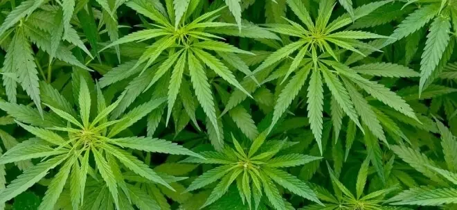 Example image of the cannabis plant