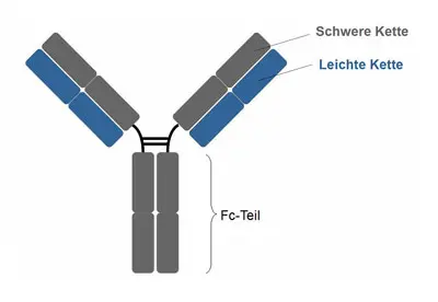 Schematic representation of a mAb